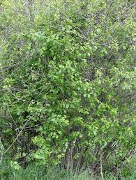 Attēlu rezultāti vaicājumam “Frangula alnus”