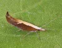 Attēlu rezultāti vaicājumam “Ypsolopha dentella”