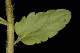 Attēlu rezultāti vaicājumam “Veronica agrestis leaf”
