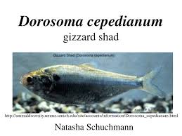 Image result for Dorosoma cepedianum