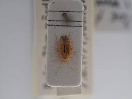 Attēlu rezultāti vaicājumam “Psallus sp. imago”