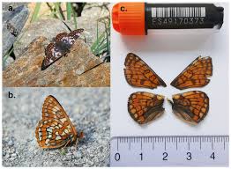 Attēlu rezultāti vaicājumam “Euphydryas maturna underside”