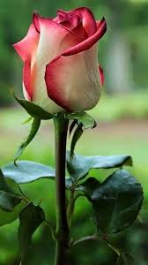 Image result for FOTO ROSA