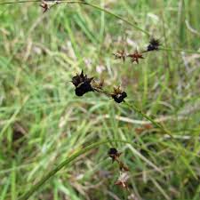 Attēlu rezultāti vaicājumam “Anthracoidea”