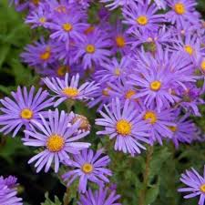 Image result for Aster novi-belgii