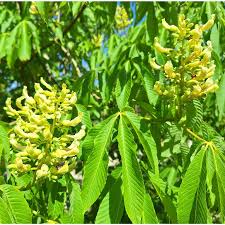 Attēlu rezultāti vaicājumam “Aesculus flava”