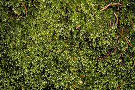 Attēlu rezultāti vaicājumam “Taxiphyllum wissgrillii”