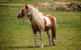 Attēlu rezultāti vaicājumam “Equus ferus caballus”