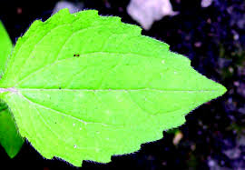 Attēlu rezultāti vaicājumam “Galinsoga quadriradiata leaf”