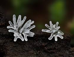 Attēlu rezultāti vaicājumam “Ceratiomyxa fruticulosa spores”