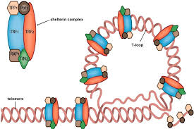 Image result for the end of the t-loop structure