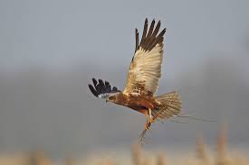 Attēlu rezultāti vaicājumam “Circus aeruginosus adult”