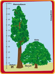 Image result for Mammutbaum