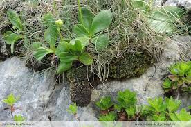 Attēlu rezultāti vaicājumam “Myurella julacea”