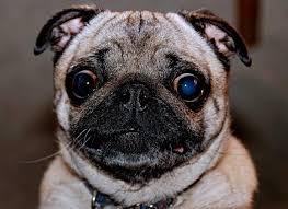 Image result for ugliest dog