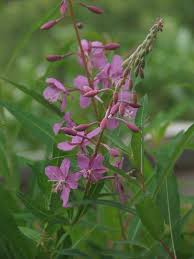 Image result for Epilobium angustifolium