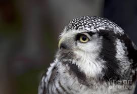 Image result for Surnia ulula