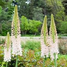 Image result for Steppenkerze