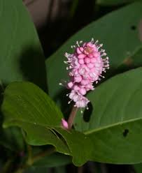 Attēlu rezultāti vaicājumam “Polygonum amphibium leaf”