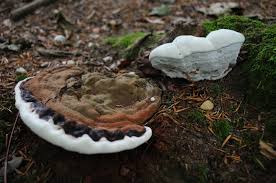 Attēlu rezultāti vaicājumam “Lycogala convexum young”