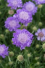 Image result for Scabiosa col.`Butterfly Blue`
