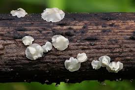 Attēlu rezultāti vaicājumam “Mollisia amenticola”