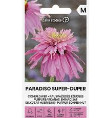 Image result for Rudbeckia Paradisio