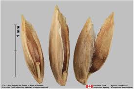 Attēlu rezultāti vaicājumam “Poa pratensis”