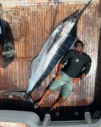 Image result for Makaira nigricans