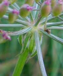 Attēlu rezultāti vaicājumam “Peucedanum palustre flower”