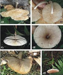 Image result for macrocybe titans