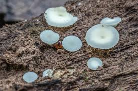 Attēlu rezultāti vaicājumam “Hymenoscyphus sp.”