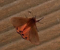 Attēlu rezultāti vaicājumam “Phragmatobia fuliginosa imago”