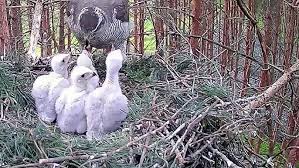 Attēlu rezultāti vaicājumam “Accipiter gentilis nest”