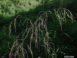 Attēlu rezultāti vaicājumam “Glyceria striata fruit”