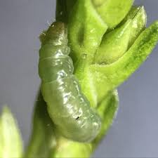 Attēlu rezultāti vaicājumam “Proutia betulina larva”