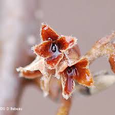 Attēlu rezultāti vaicājumam “Hamamelis vernalis bud”