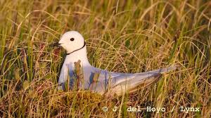 Image result for Rhodostethia rosea