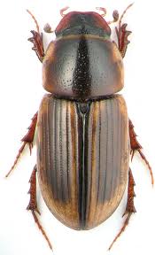 Attēlu rezultāti vaicājumam “Aphodius subterraneus imago”