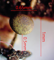 Attēlu rezultāti vaicājumam “Comatricha laxa spores”