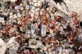 Attēlu rezultāti vaicājumam “Myrmica rubra”