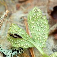 Attēlu rezultāti vaicājumam “Ochropsora ariae”