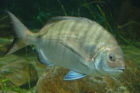 Image result for Diplodus sargus