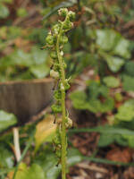 Attēlu rezultāti vaicājumam “Orthilia secunda bud”