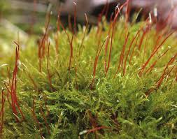 Attēlu rezultāti vaicājumam “Platydictya jungermannioides macro”