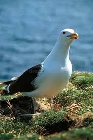 Attēlu rezultāti vaicājumam “Larus marinus adult”