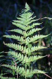Attēlu rezultāti vaicājumam “Dryopteris carthusiana”