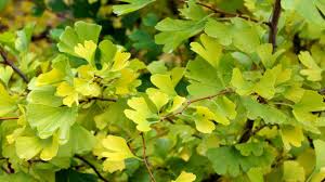 Attēlu rezultāti vaicājumam “Ginkgo biloba female flower”