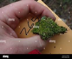 Attēlu rezultāti vaicājumam “Eurhynchiastrum pulchellum”