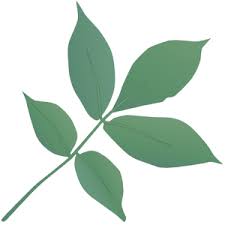 Attēlu rezultāti vaicājumam “Carya ovata leaf”